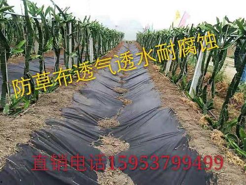 防草布视频,防草布高效应用与养护技巧揭秘