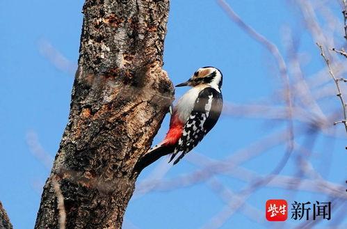 啄木鸟在线视频